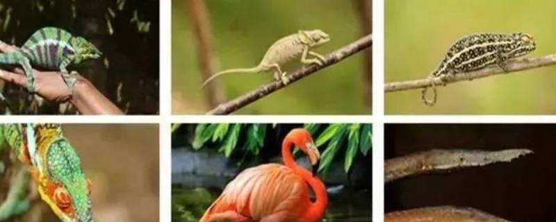 热带雨林常见动物（热带雨林常见动物植物图片）