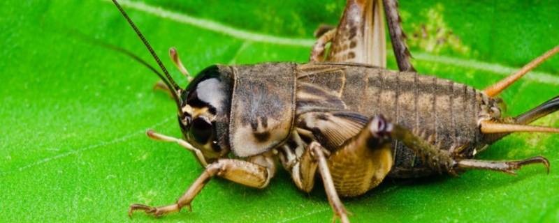 八种常见昆虫 十种常见的昆虫