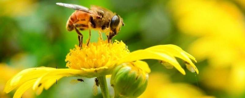 蜜蜂产蜜过程 蜜蜂产蜜过程详解