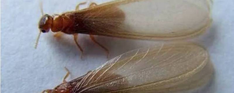 如何消灭水蚁 如何治理水蚁