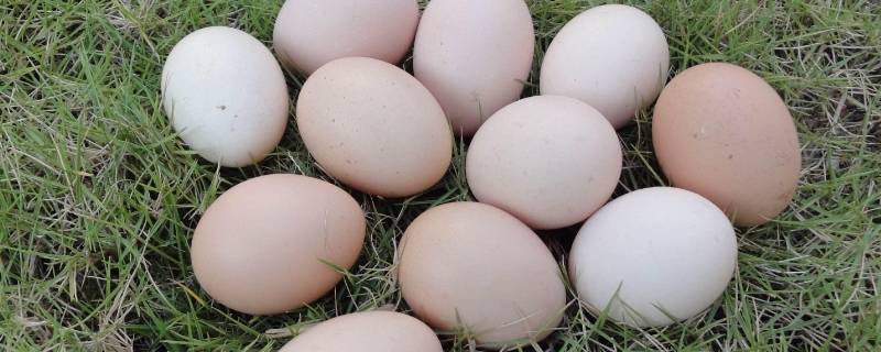鸡蛋能放多久不坏 鸡蛋可以放多长时间不坏