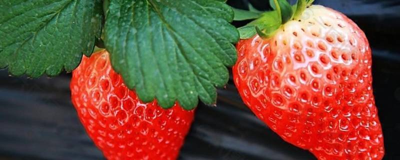 草莓季节是几月份吃（草莓几月份吃好）