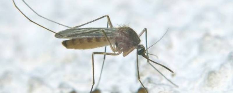 蚊子不吸血能活多久 一只蚊子不吸血能活多久