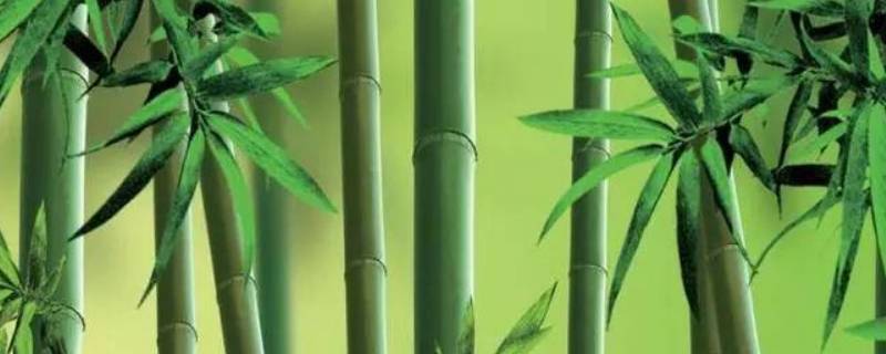 竹子的外形特征 竹子的外形特征描写