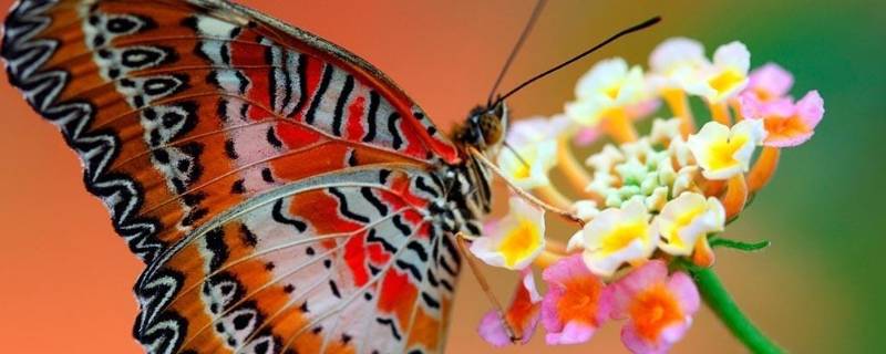 蝴蝶的触角是什么形状 蝴蝶的触角是什么样的形状