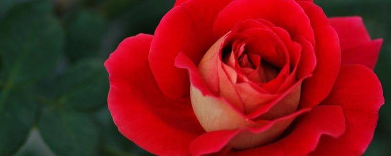 玫瑰花的人生哲理 玫瑰花的人生感悟