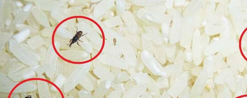 怎么消灭房间里的米虫 卧室里有米虫怎么消灭