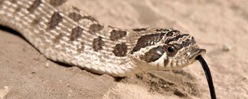蛇为什么会冬眠 蛇为什么会冬眠作文