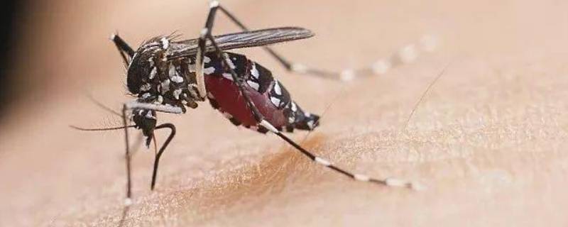 艾草熏蚊子的正确方法 艾草可以熏什么防蚊虫