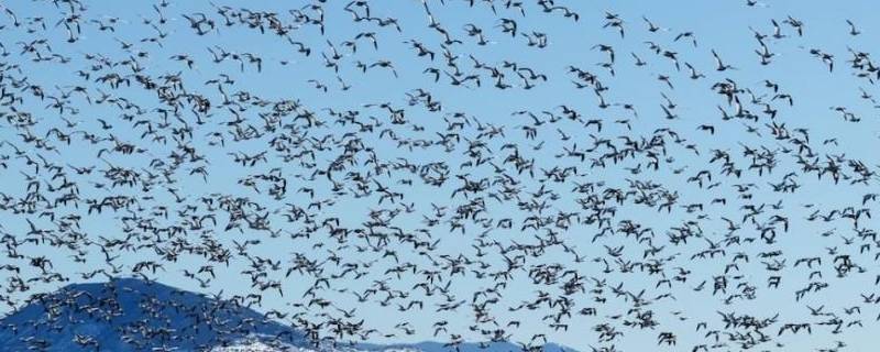 在南北极时间迁徙的鸟类是 鸟类在不同季节南北迁徙的目的是什么