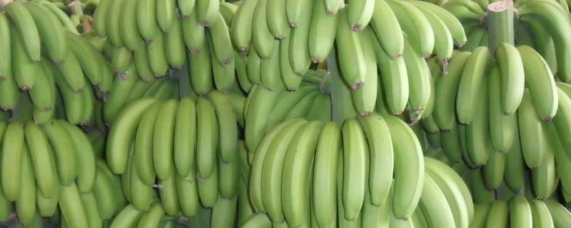 怎么催熟绿香蕉 怎样催熟香蕉让香蕉皮还是绿色的