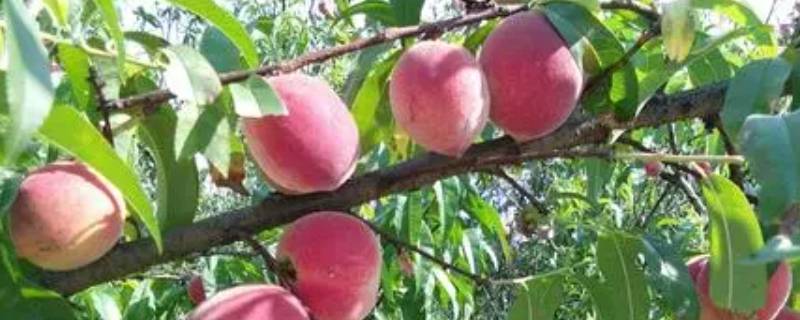 五月份成熟的桃子有哪些品种（五六月份熟的桃子是什么品种）