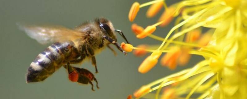 蜜蜂的五大特性是什么 蜜蜂的主要特征