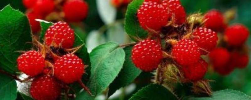 野生树莓可以吃吗 树莓的果子能吃吗