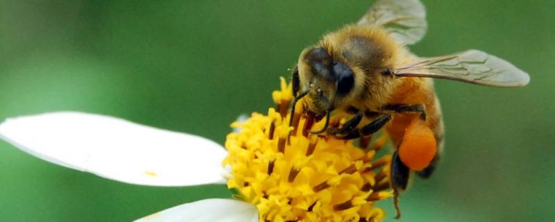像蜜蜂一样品质的动物有哪些（像蜜蜂一样的品质的动物还有哪些）
