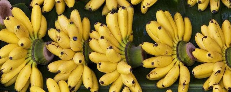 短粗的香蕉是什么香蕉（短粗的香蕉是什么香蕉叫什么名字）