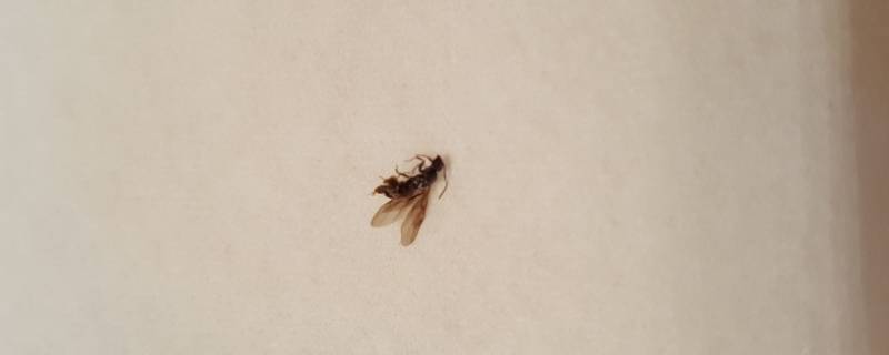 大水蚁怕蚊香吗（蚂蚁怕蚊香吗）