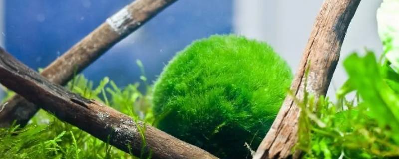 海藻球怎么判断死活 怎么知道海藻球是活的