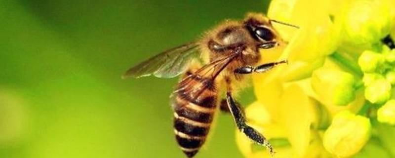 蜜蜂有什么本能（蜜蜂有什么本能靠的不是）