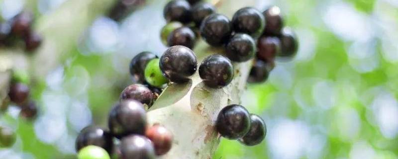 树葡萄皮和籽可以吃吗 树葡萄的籽能吃吗?