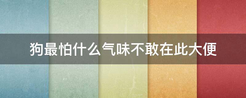 狗最怕什么气味不敢在此大便 狗不喜欢在什么气味下大小便