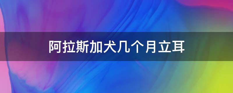 阿拉斯加犬几个月立耳 阿拉斯加两个月立耳正常吗