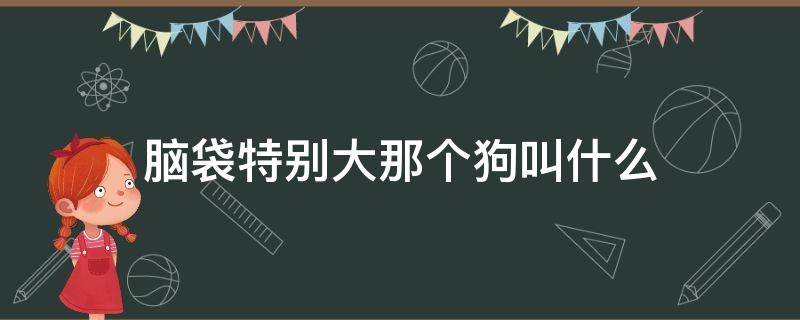 脑袋特别大那个狗叫什么 脑门大的狗是什么狗