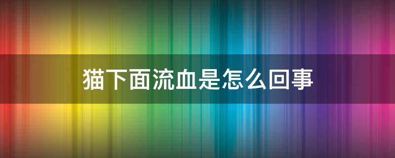 猫下面流血是怎么回事（猫下面流血是什么情况）