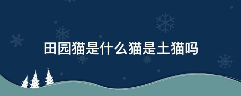 田园猫是什么猫是土猫吗 田园猫跟土猫的区别