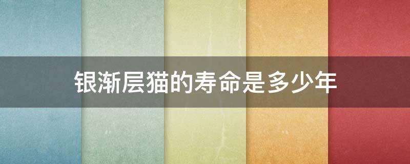 银渐层猫的寿命是多少年 银渐层猫能活多少年