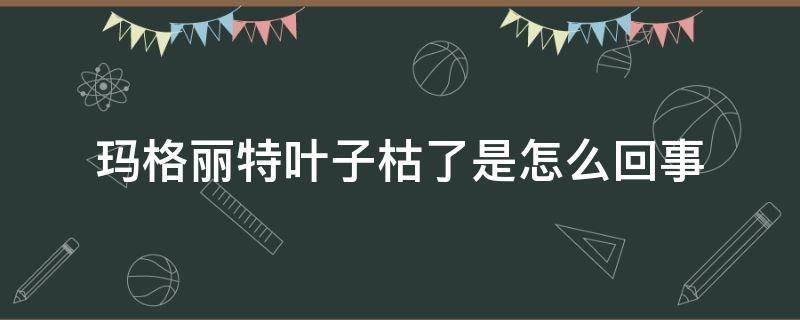 玛格丽特叶子枯了是怎么回事 玛格丽特叶子全枯了