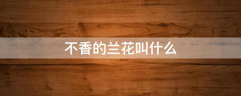 不香的兰花叫什么 不香的兰花有哪些