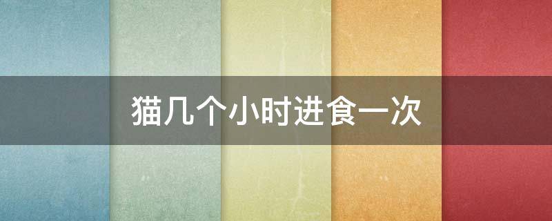 猫几个小时进食一次（猫咪几个小时进食一次）