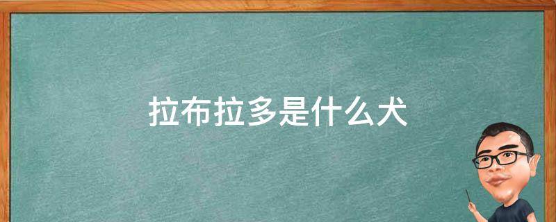 拉布拉多是什么犬（拉布拉多是什么犬型）