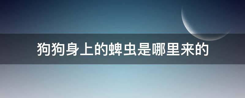 狗狗身上的蜱虫是哪里来的（狗身上的蜱虫是怎么来的）