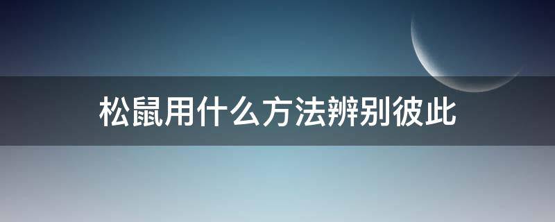 松鼠用什么方法辨别彼此 松鼠通过何种方式识别对方