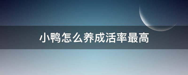 小鸭怎么养成活率最高 小鸭子成活率多少