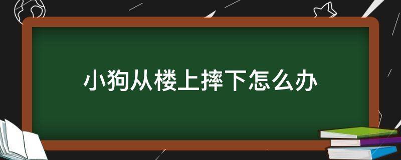 小狗从楼上摔下怎么办（狗从楼下摔下来了）