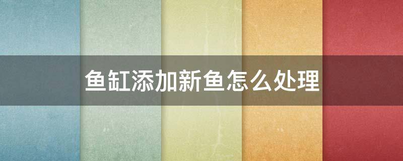 鱼缸添加新鱼怎么处理 鱼缸里添加新鱼需要注意什么