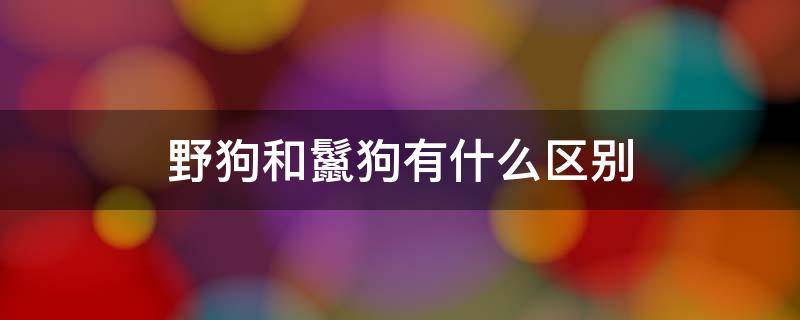 野狗和鬣狗有什么区别 野狗和鬣狗的区别