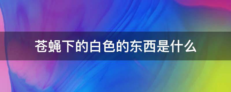 苍蝇下的白色的东西是什么（苍蝇下的白色的东西是什么样的）