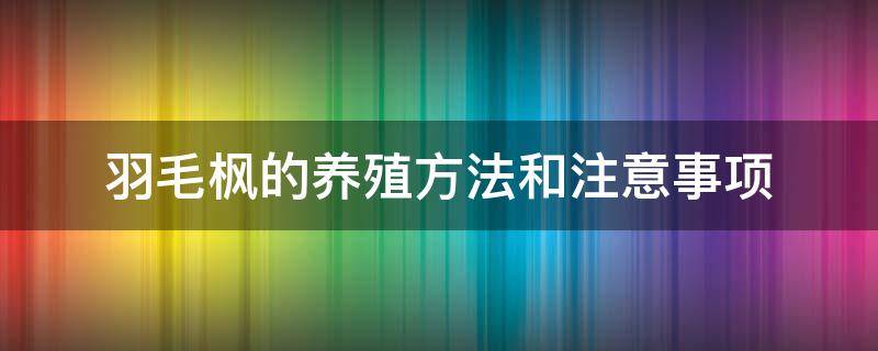 羽毛枫的养殖方法和注意事项 羽毛枫移栽注意什么