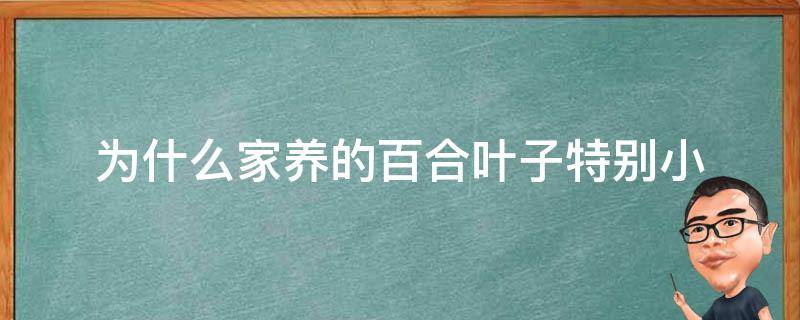 为什么家养的百合叶子特别小（百合为什么只长叶子）