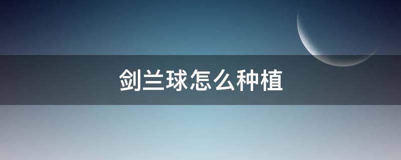 剑兰球怎么种植（剑兰球根怎么种植）