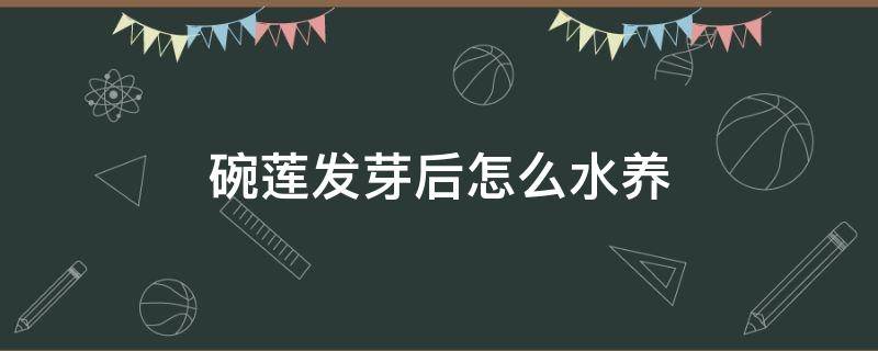 碗莲发芽后怎么水养 碗莲发芽后还要每天换水吗