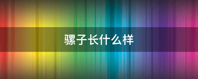 骡子长什么样 骡子长什么样子给我一张照片