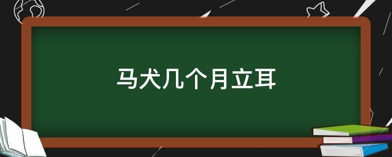 马犬几个月立耳 马犬几个月立耳朵最好