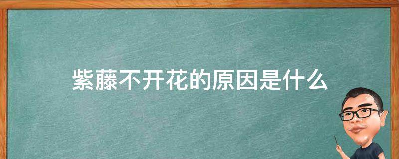 紫藤不开花的原因是什么（紫藤一直不开花）
