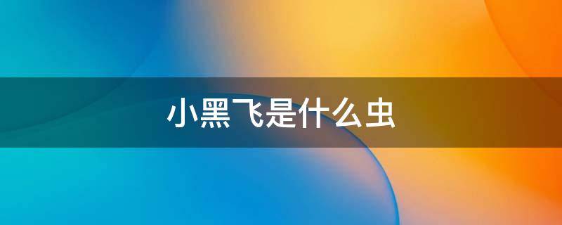 小黑飞是什么虫 小黑飞是什么虫子