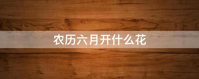 农历六月开什么花（农历六月份开什么花）